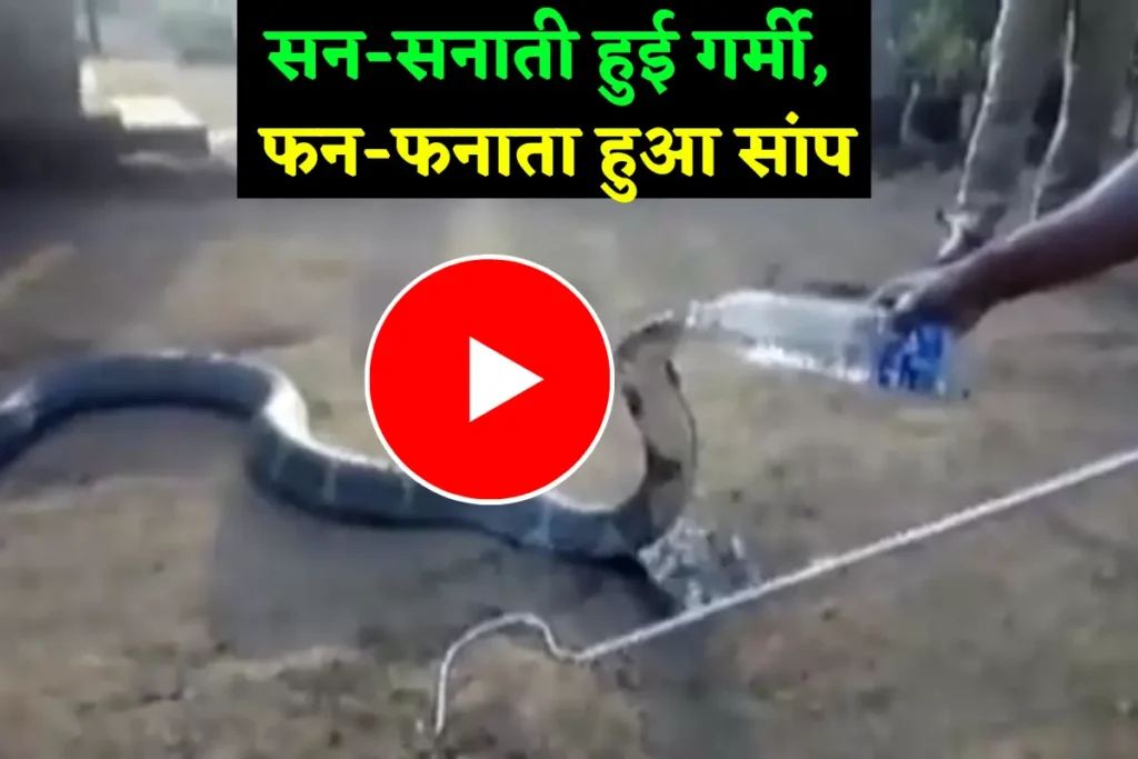 thirsty king cobra
