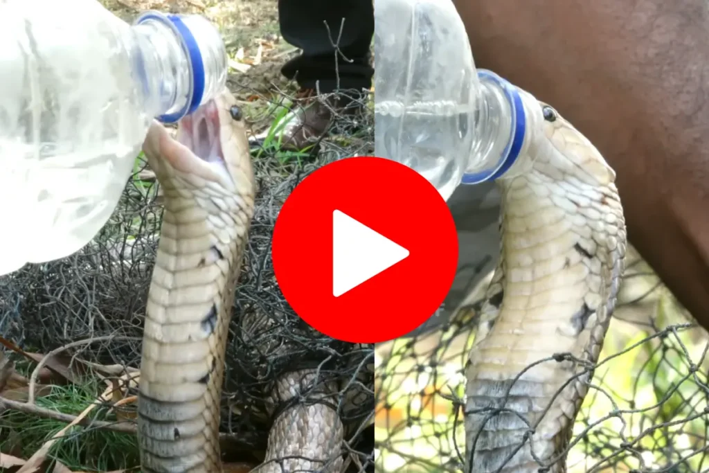 king cobra snake