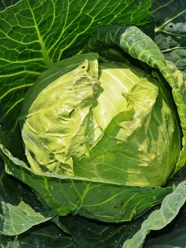 Cabbage dangerous tapeworm: पत्तागोभी खाने से दिमाग में घुस जाते हैं कीड़े?