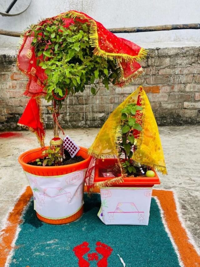 Tulsi Vivah 2023: तुलसी विवाह आज, तुलसी-शालीग्राम जी का ऐसे कराएं विवाह